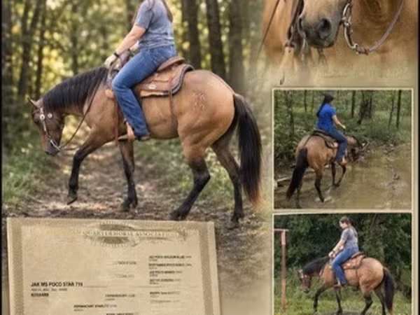 Бээ, Квотерхорс