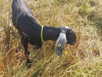 عنزة, Nubian Goat — الصورة 3