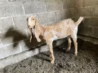 Goat, Nubian Goat — photo 4