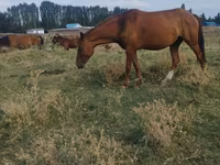 Stute, Pferde — Foto 1