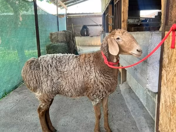 Arashan sheep