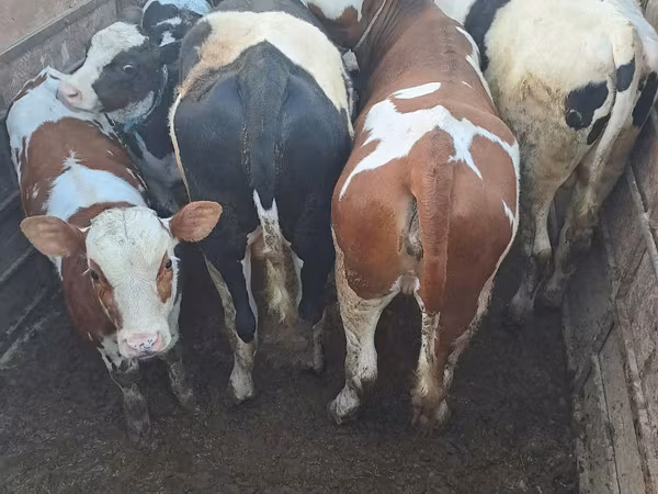 Cow, Cattle
