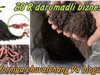 California chuvalchangi sotiladi (Biogomus) — الصورة 1