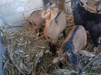 Goat, Goats — photo 1