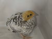 Quails — الصورة 5