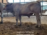 Букачар, Шароле — сүрөт 7