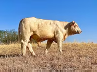 Букачар, Шароле — сүрөт 2