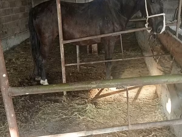 Stute, Friesian sport horse