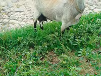 Echki, Echkilar — 1-rasm