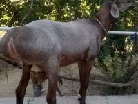 Баран, Бараны — фото 2