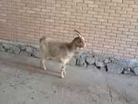 Коза, Альпийская коза — фото 1