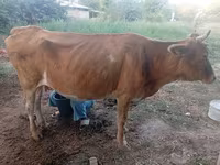 गाय, मवेशी — फ़ोटो 5