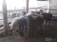 كبش, Arabi sheep — الصورة 6