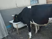 Уй, Голштин тукуму — сүрөт 3