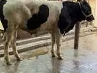 Bulle, Swiss cattle — Foto 5