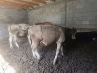 Bulle, Simmental cattle — Foto 1