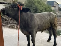 Bull, Belgian Blue — photo 7