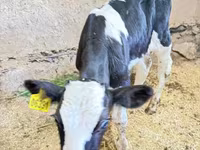 Bulle, Holstein-Rasse — Foto 2