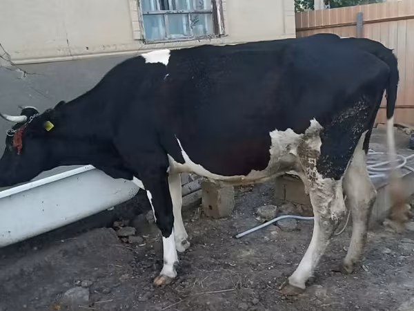 गाय, गोलस्टीन नस्ल