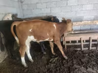 Bulle, Simmental cattle — Foto 3