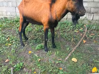 Taka, Nubian Goat — 1-rasm