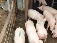 Boar, Pigs — photo 7