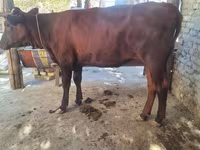 Toro, Ganado vacuno — foto 3