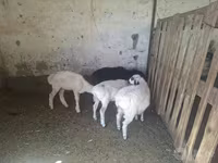 Кой, Койлор — сүрөт 1