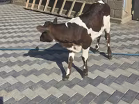 Vaca, Ganado vacuno — foto 1