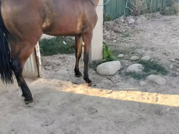 Ат, Аттар