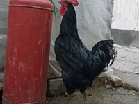 Chickens — Foto 2