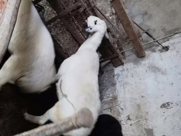 Кой, Койлор — Өзбекстан
