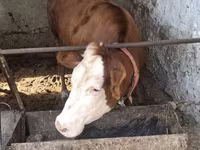Toro, Simmental cattle — foto 3