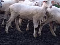 Oveja, Tsigai sheep — foto 2