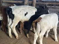 Vaca, Raza Holstein — foto 2