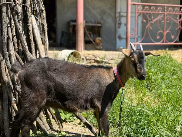 Cabra, Nubian Goat