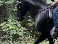 Hengst, French Trotter — Foto 3