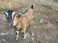 Goat, Nubian Goat — photo 3
