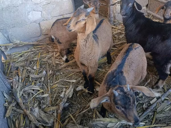 Cabra, Cabras