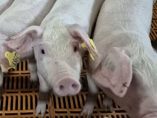 Toro, Ganado vacuno