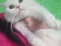 Уй, Кыргызыстан — сүрөт 3