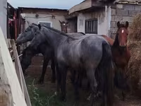 Aygʻir, Horse breed — 2-rasm