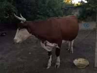Сиыр, Ірі қара — 3-сурет