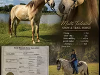 Hengst, Rocky Mountain Horse — Foto 1
