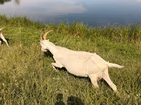 बकरी, LaMancha goats — फ़ोटो 3
