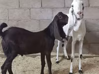 عنزة, Kamori goats — الصورة 3