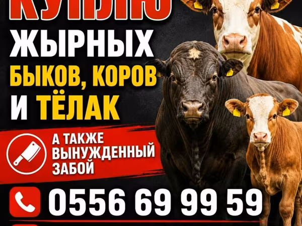 Swiss cattle