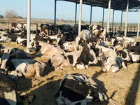 Toro, Ganado vacuno — foto 4