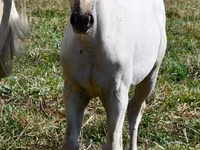 فرس, Quarter Horse — الصورة 2