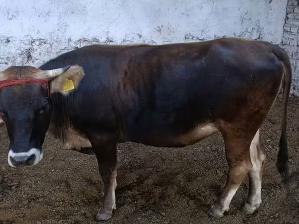 Toro, Raza Alatau